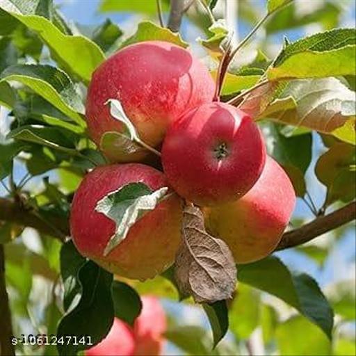  sweet apple tree  - My Health Plan