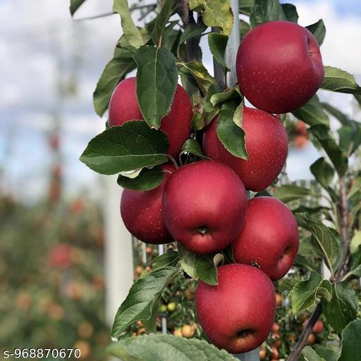 New delicious variety red apple tree plant  - My Health Plan