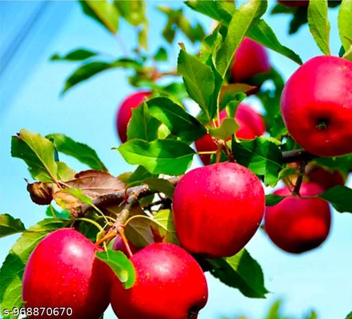 New delicious variety red apple tree plant  - My Health Plan