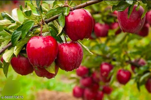 New delicious variety red apple tree plant  - My Health Plan