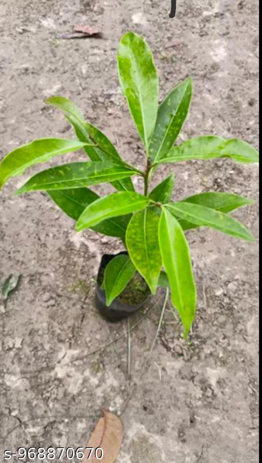 New delicious variety red apple tree plant  - My Health Plan