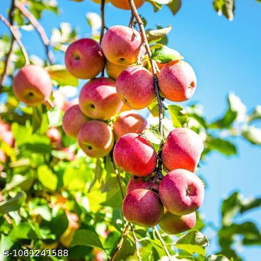 sweet apple tree  - My Health Plan