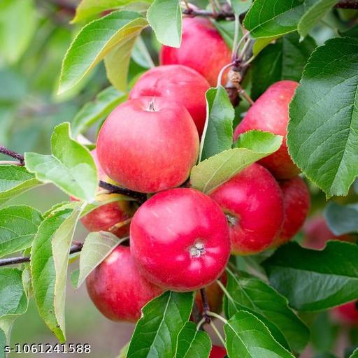  sweet apple tree  - My Health Plan