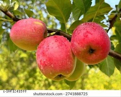  sweet apple tree  - My Health Plan