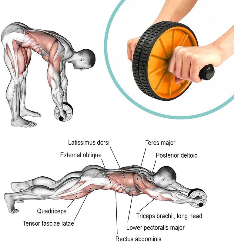 Iamalot wheel ab roller gym for exercise fitness equipment workout ab exerciser - M Y V E L O R A Online store 