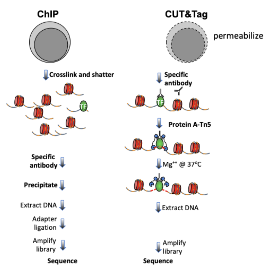 Figure 1. Differences between immunoprecipitation and in antibody-targeted chromatin profiling strategies.